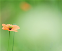 Image Green Poppy