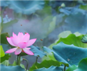 Image Green Lotus
