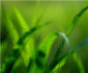 Image Green Drip