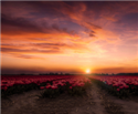 Image Red Dawn
