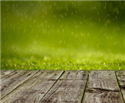 Image Green Rain